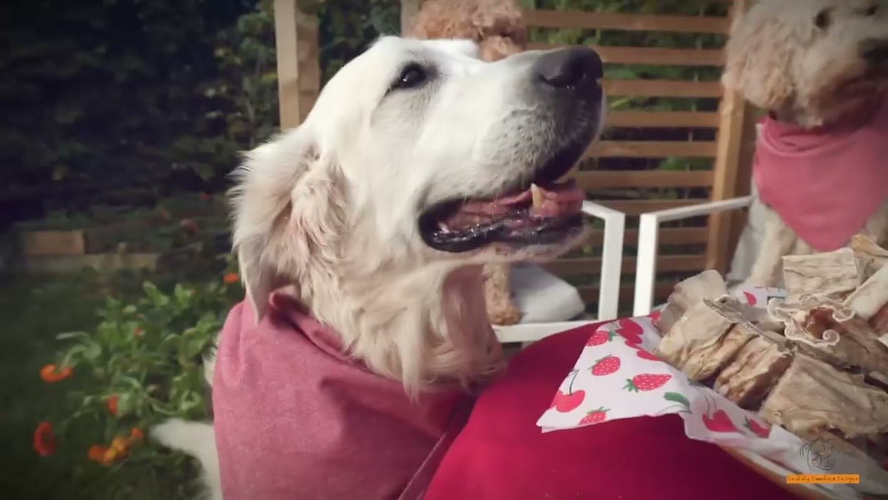 Golden retriever i rosa skjerf ser opp